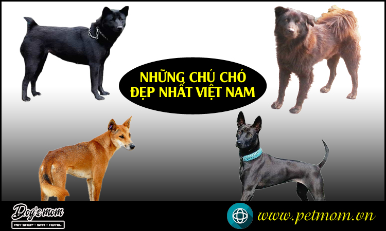 Các giống Chó đẹp nhất Việt Nam