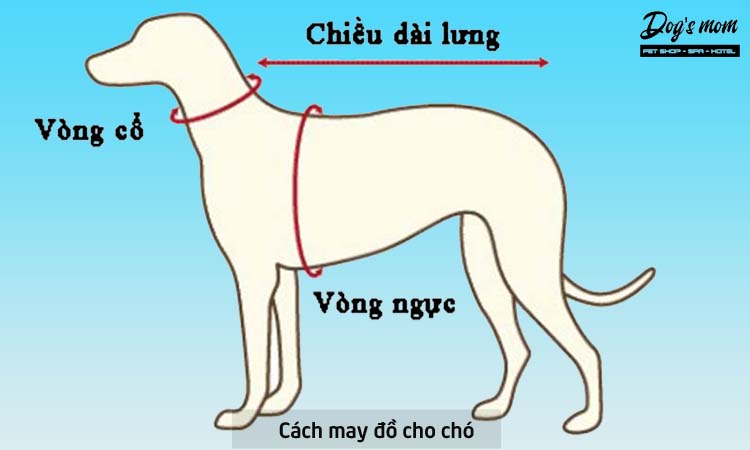 Cách may áo cho chó - Rao Chung