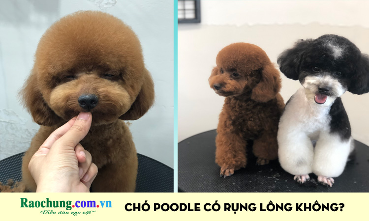 Chó Poodle có rụng lông không?