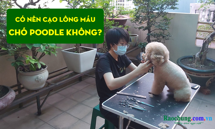 Cắt lông máu cho chó Poodle