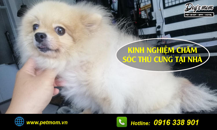 Kinh nghiệm chăm sóc thú cưng ngay tại nhà