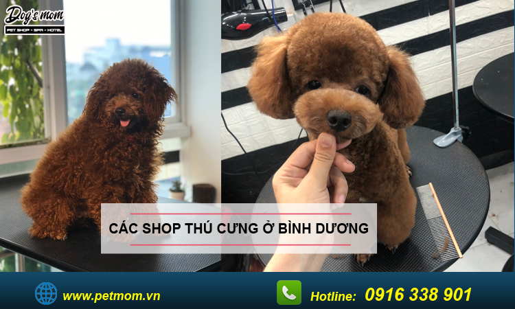 Shop thú cưng ở Bình Dương 