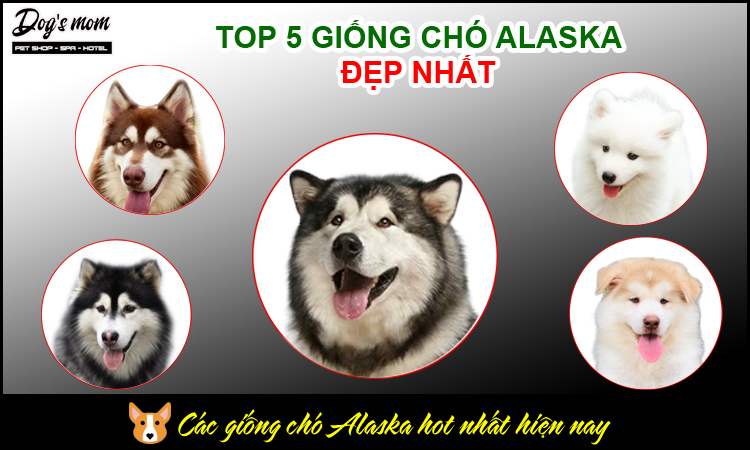 Các giống chó Alaska có màu lông đẹp nhất