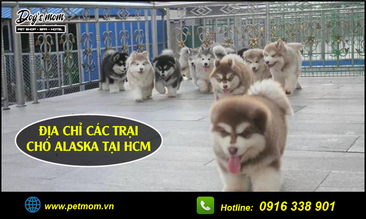 Trại chó alaska hcm