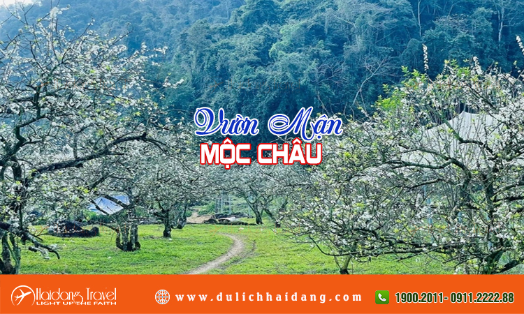 Vườn mận Mộc Châu