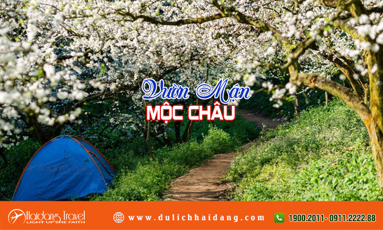 VƯỜN MẬN MỘC CHÂU Vuon-man-moc-chau-1_1704162978