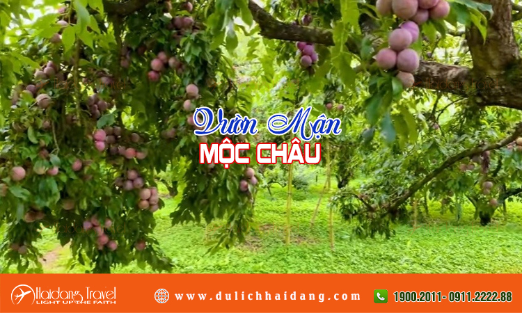 VƯỜN MẬN MỘC CHÂU Vuon-man-moc-chau-2_1704163078