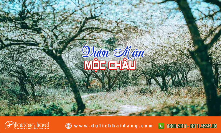 VƯỜN MẬN MỘC CHÂU Vuon-man-moc-chau-3_1704163144