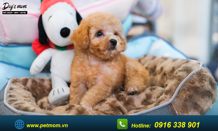 Cắt tỉa lông chó