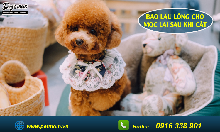 Cắt tỉa lông chó
