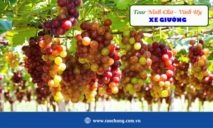 Tour du lịch Ninh Chữ - Vĩnh Hy xe giường